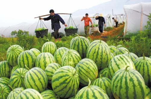 299吃瓜网怎么打不开,揭秘299吃瓜网无法访问之谜