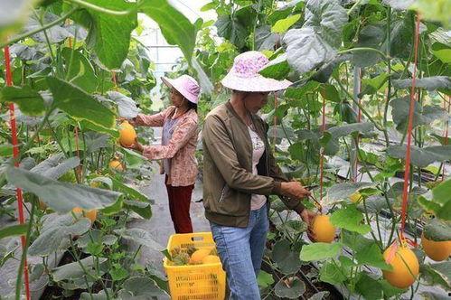 网红吃瓜 全家桶,揭秘娱乐圈幕后真相