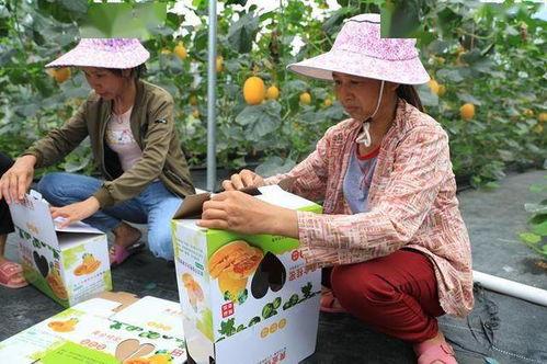 网红吃瓜 全家桶,揭秘娱乐圈幕后真相