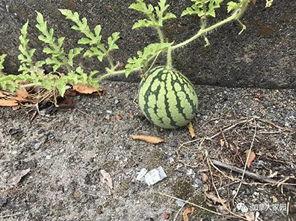 网红的吃瓜群号怎么找的