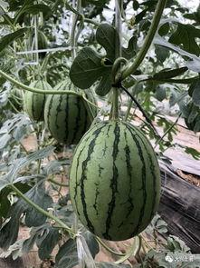 网红吃瓜aaa,揭秘娱乐圈幕后真相