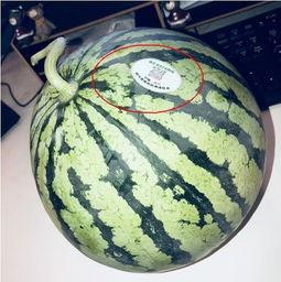 网红吃瓜视频网站,带你领略娱乐圈幕后风云