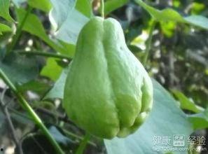 网红吃佛手瓜,佛手瓜美食大比拼，美味与创意的碰撞