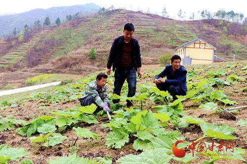 康县店子乡网红吃瓜事件