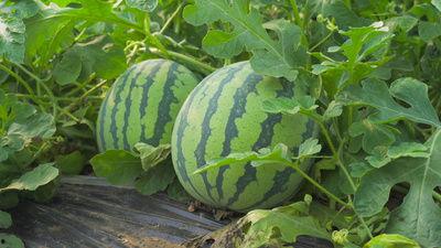 怀仁网红吃瓜视频,揭秘网络热点背后的真相