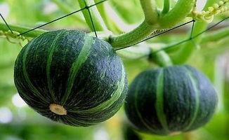 徐州吃瓜网红事件真相揭秘,真相大白，还原事件始末