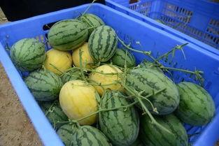 网红资源吃瓜群,幕后真相与娱乐八卦大揭秘