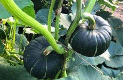 网红资源吃瓜群,幕后真相与娱乐八卦大揭秘