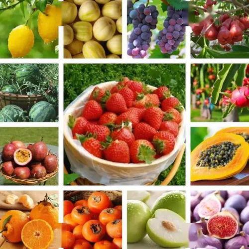 汾阳吃瓜网小草莓怎么用,小草莓在汾阳吃瓜网的应用攻略