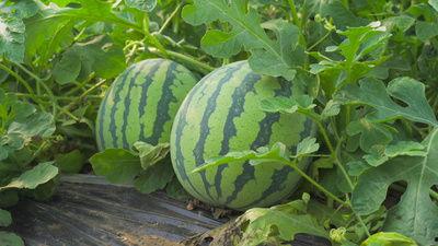 陇南网红吃瓜视频,揭秘当地美食与趣事