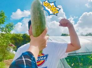 福山网红吃瓜群微信号,揭秘娱乐圈幕后故事