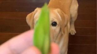 乖老板吃瓜网,揭秘娱乐圈幕后故事，带你领略明星真实一面