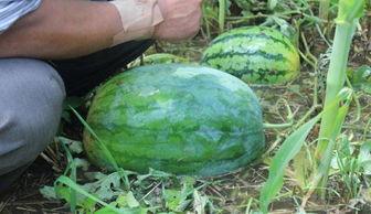 山东吃瓜事件网红叫什么