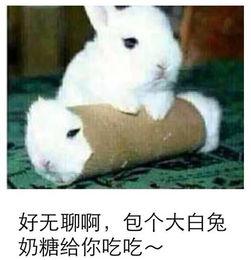 网红吃瓜兔事件相关人物,揭秘背后人物关系与争议焦点