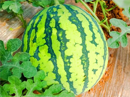 网红维密圈吃瓜,幕后真相曝光