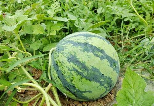 泰州海陵区网红吃瓜,一场舌尖上的潮流体验