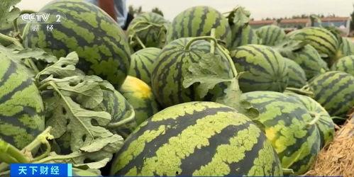 吃瓜香的网红有哪些名字,盘点那些令人垂涎的网红美食达人