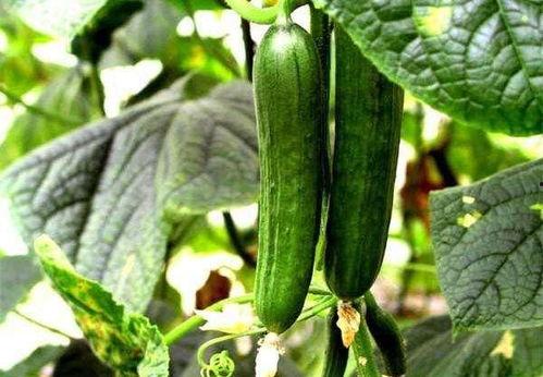 吃瓜香的网红有哪些名字,盘点那些令人垂涎的网红美食达人