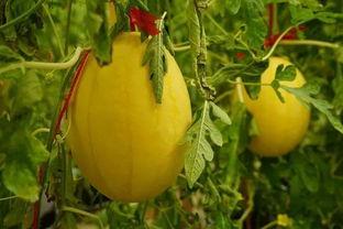 免费的吃瓜网红群