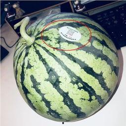 化州网红吃瓜,吃瓜群众纷纷围观