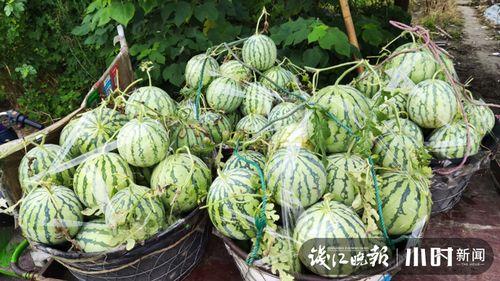 武都吃瓜网红是谁啊图片,武都吃瓜网红是谁？图片带你一探究竟