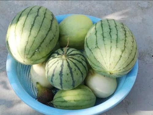 武都吃瓜网红是谁啊图片,武都吃瓜网红是谁？图片带你一探究竟