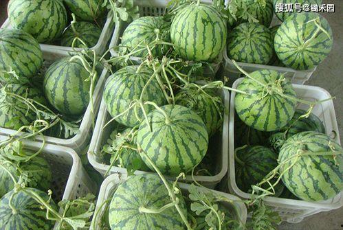 康县网红女吃瓜的事