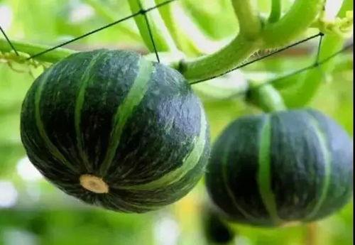 康县网红女吃瓜的事