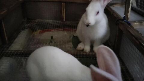 网红吃瓜兔事件最新结果