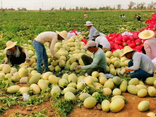 2020吃瓜网红,网络风云变幻，谁主沉浮？