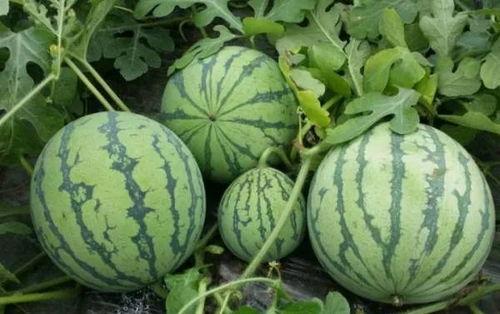 798.su黑料吃瓜网,网络舆论场中的暗流涌动