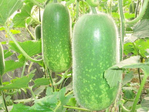 667吃瓜网,揭秘娱乐圈最新热点，带你畅游八卦海洋