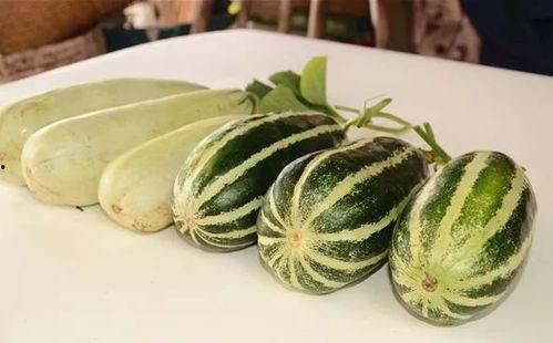 网红瓜群吃小甜瓜