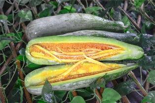 金乡网红吃瓜,揭秘幕后故事与热门话题