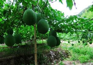 网红吃薄皮小吊瓜视频