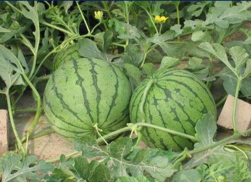 和县网红吃瓜事件,揭秘网络舆论的风云变幻